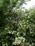 Ալոճենի – Боярышник – Hawthorn