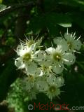 Ալոճենի – Боярышник – Hawthorn