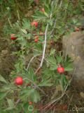 Ալոճենի – Боярышник – Hawthorn