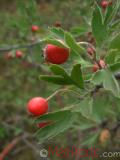 Ալոճենի – Боярышник – Hawthorn