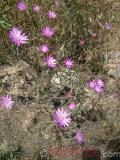 Անմեռուկ միամյա — Сухоцвет однолетний — Xeranthemum annum L.