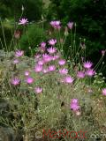 Անմեռուկ միամյա — Сухоцвет однолетний — Xeranthemum annum L.