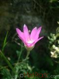 Անմեռուկ միամյա — Сухоцвет однолетний — Xeranthemum annum L.