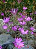 Անմեռուկ միամյա — Сухоцвет однолетний — Xeranthemum annum L.