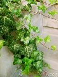 Բաղեղ սովորական - Плющ обыкновенный - Hedera helix L.