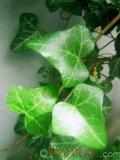 Բաղեղ սովորական - Плющ обыкновенный - Hedera helix L.