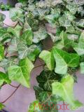 Բաղեղ սովորական - Плющ обыкновенный - Hedera helix L.