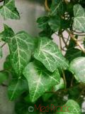Բաղեղ սովորական - Плющ обыкновенный - Hedera helix L.