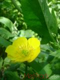 Գորտնուկ (Հրանուկ) - Лютик (Едкиж) - Buttercup (Ranunculus)