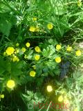 Գորտնուկ (Հրանուկ) - Лютик (Едкиж) - Buttercup (Ranunculus)