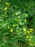 Գորտնուկ (Հրանուկ) - Лютик (Едкиж) - Buttercup (Ranunculus)