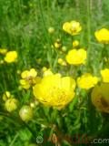 Գորտնուկ (Հրանուկ) - Лютик (Едкиж) - Buttercup (Ranunculus)