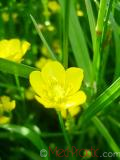 Գորտնուկ (Հրանուկ) - Лютик (Едкиж) - Buttercup (Ranunculus)