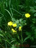 Գորտնուկ (Հրանուկ) - Лютик (Едкиж) - Buttercup (Ranunculus)