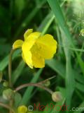 Գորտնուկ (Հրանուկ) - Лютик (Едкиж) - Buttercup (Ranunculus)