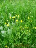 Գորտնուկ (Հրանուկ) - Лютик (Едкиж) - Buttercup (Ranunculus)