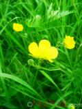 Գորտնուկ (Հրանուկ) - Лютик (Едкиж) - Buttercup (Ranunculus)