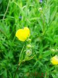 Գորտնուկ (Հրանուկ) - Лютик (Едкиж) - Buttercup (Ranunculus)