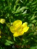 Գորտնուկ (Հրանուկ) - Лютик (Едкиж) - Buttercup (Ranunculus)