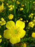 Գորտնուկ (Հրանուկ) - Лютик (Едкиж) - Buttercup (Ranunculus)