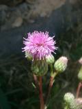 Դաշտափուշ - Бодяк полевой - Cirsium arvense L.