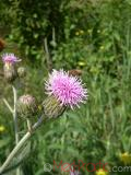 Դաշտափուշ - Бодяк полевой - Cirsium arvense L.