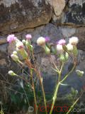 Դաշտափուշ - Бодяк полевой - Cirsium arvense L.