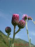 Դաշտափուշ - Бодяк полевой - Cirsium arvense L.