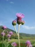 Դաշտափուշ - Бодяк полевой - Cirsium arvense L.