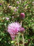Դաշտափուշ - Бодяк полевой - Cirsium arvense L.