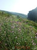 Դաշտափուշ - Бодяк полевой - Cirsium arvense L.