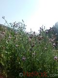 Դաշտափուշ - Бодяк полевой - Cirsium arvense L.