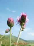 Դաշտափուշ - Бодяк полевой - Cirsium arvense L.