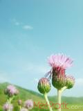 Դաշտափուշ - Бодяк полевой - Cirsium arvense L.