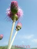 Դաշտափուշ - Бодяк полевой - Cirsium arvense L.