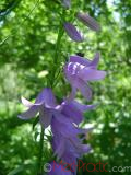 Զանգակածաղիկ լայնատերև - Колокольчик широколистный - Campanula latifolia L.
