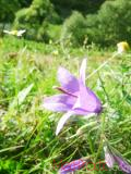Զանգակածաղիկ լայնատերև - Колокольчик широколистный - Campanula latifolia L.