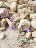 Զանգակածաղիկ լայնատերև - Колокольчик широколистный - Campanula latifolia L.