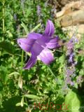 Զանգակածաղիկ լայնատերև - Колокольчик широколистный - Campanula latifolia L.