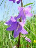 Զանգակածաղիկ լայնատերև - Колокольчик широколистный - Campanula latifolia L.