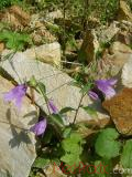 Զանգակածաղիկ լայնատերև - Колокольчик широколистный - Campanula latifolia L.
