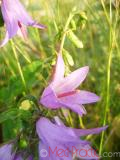 Զանգակածաղիկ լայնատերև - Колокольчик широколистный - Campanula latifolia L.