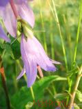 Զանգակածաղիկ լայնատերև - Колокольчик широколистный - Campanula latifolia L.