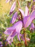 Զանգակածաղիկ լայնատերև - Колокольчик широколистный - Campanula latifolia L.