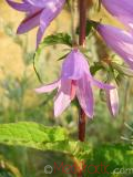 Զանգակածաղիկ լայնատերև - Колокольчик широколистный - Campanula latifolia L.
