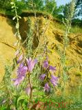 Զանգակածաղիկ լայնատերև - Колокольчик широколистный - Campanula latifolia L.
