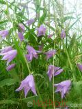 Զանգակածաղիկ լայնատերև - Колокольчик широколистный - Campanula latifolia L.