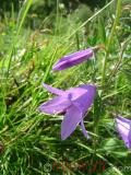 Զանգակածաղիկ լայնատերև - Колокольчик широколистный - Campanula latifolia L.