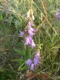 Զանգակածաղիկ լայնատերև - Колокольчик широколистный - Campanula latifolia L.
