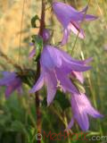 Զանգակածաղիկ լայնատերև - Колокольчик широколистный - Campanula latifolia L.